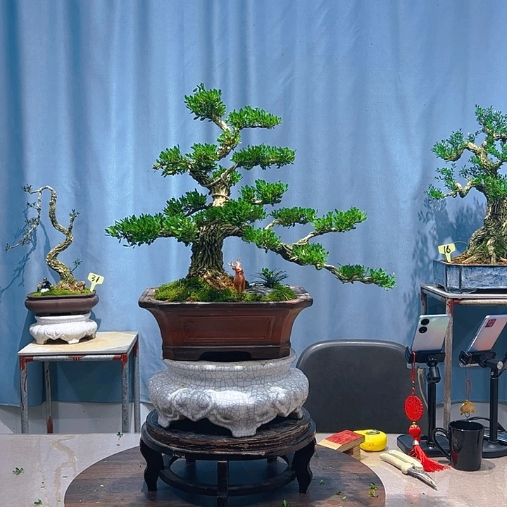 无花朵广东皱皮雀舌黄杨