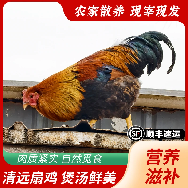 240天正宗山林散养大公鸡扇鸡阉鸡孕妇月子滋补生鲜公鸡土鸡