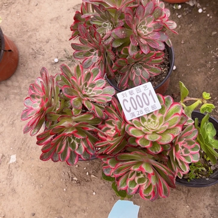 砍头组合多肉植物法师3颗颜如玉