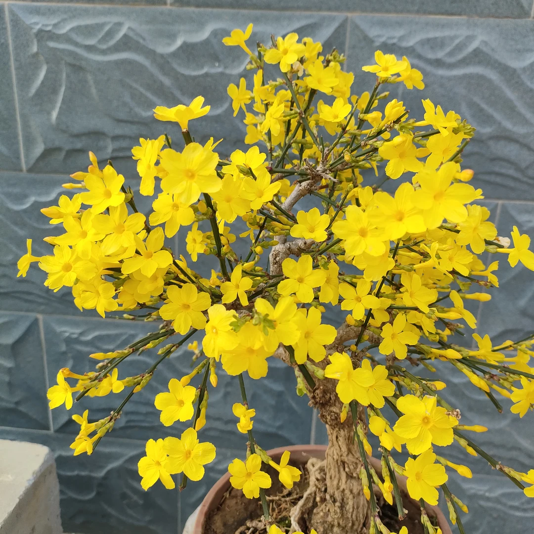 迎春盆景绿植家庭盆栽庭院茶台微盆景老桩