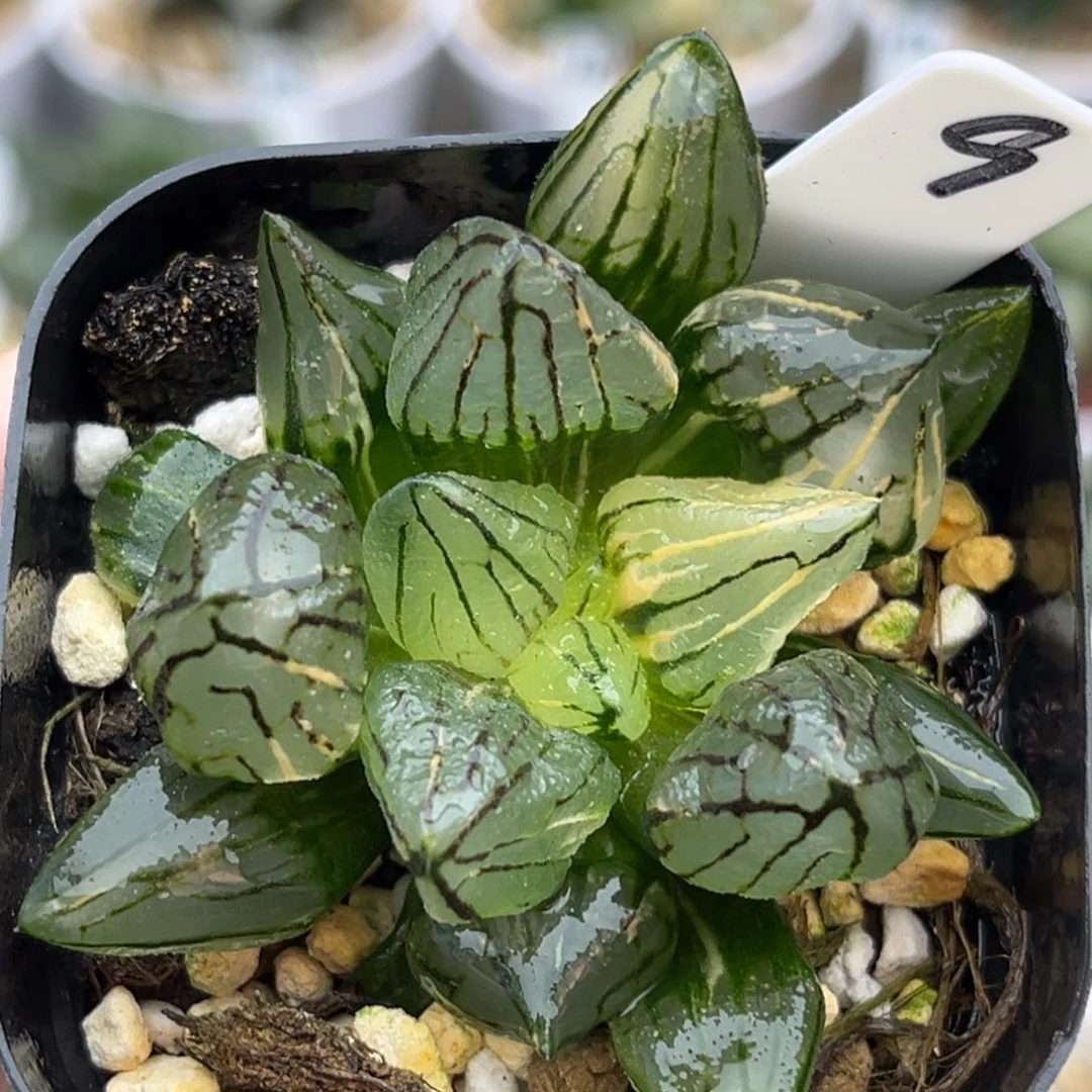 9短肥西瓜寿锦福利专场