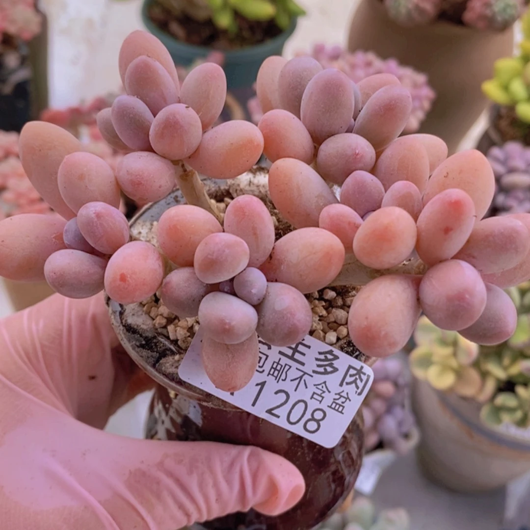 香水手指奶老桩10cm1208多肉植物