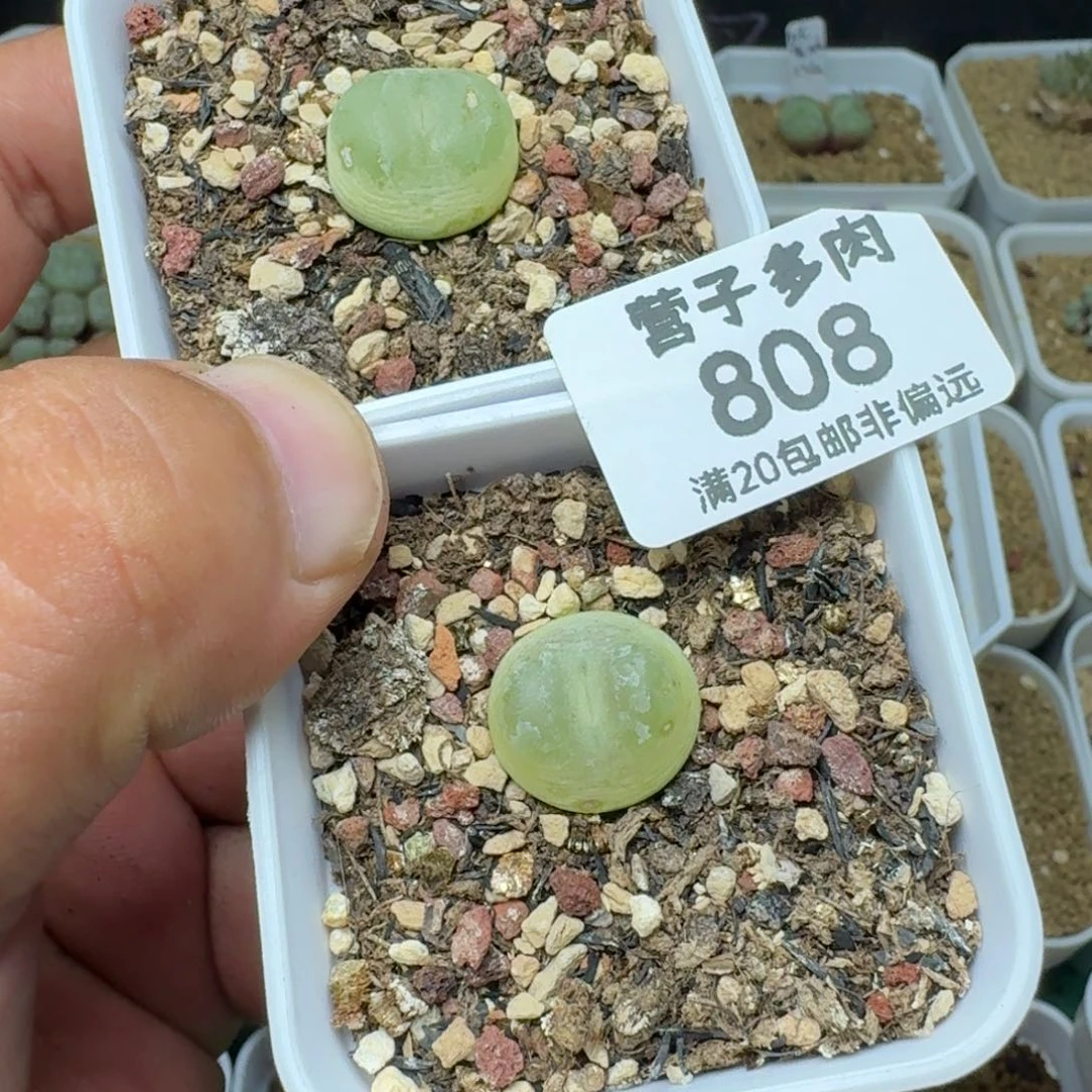拉登两颗1200有瑕疵1.6➕1.5。