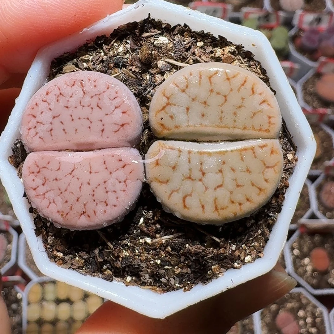 生石花23:：：。   15