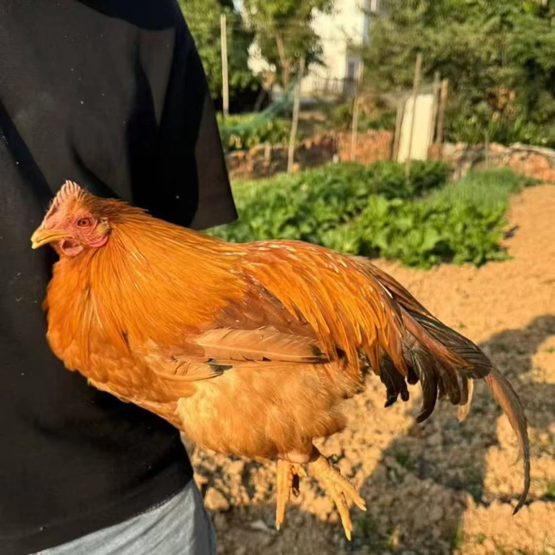 【顺丰包邮】 5-6斤生鲜整鸡 正宗灵山土阉鸡 逢年过节必备