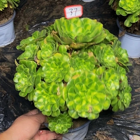 翡翠琉璃老桩捧花37号