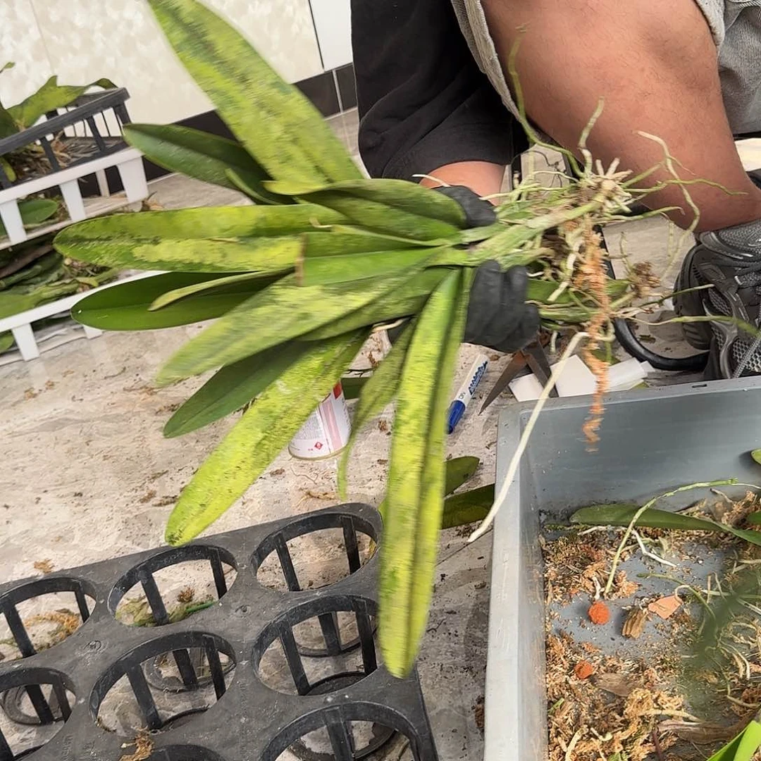 当前无花栽培后可以开花瓦塞 分株裸根苗一份 叶瑕疵不售后