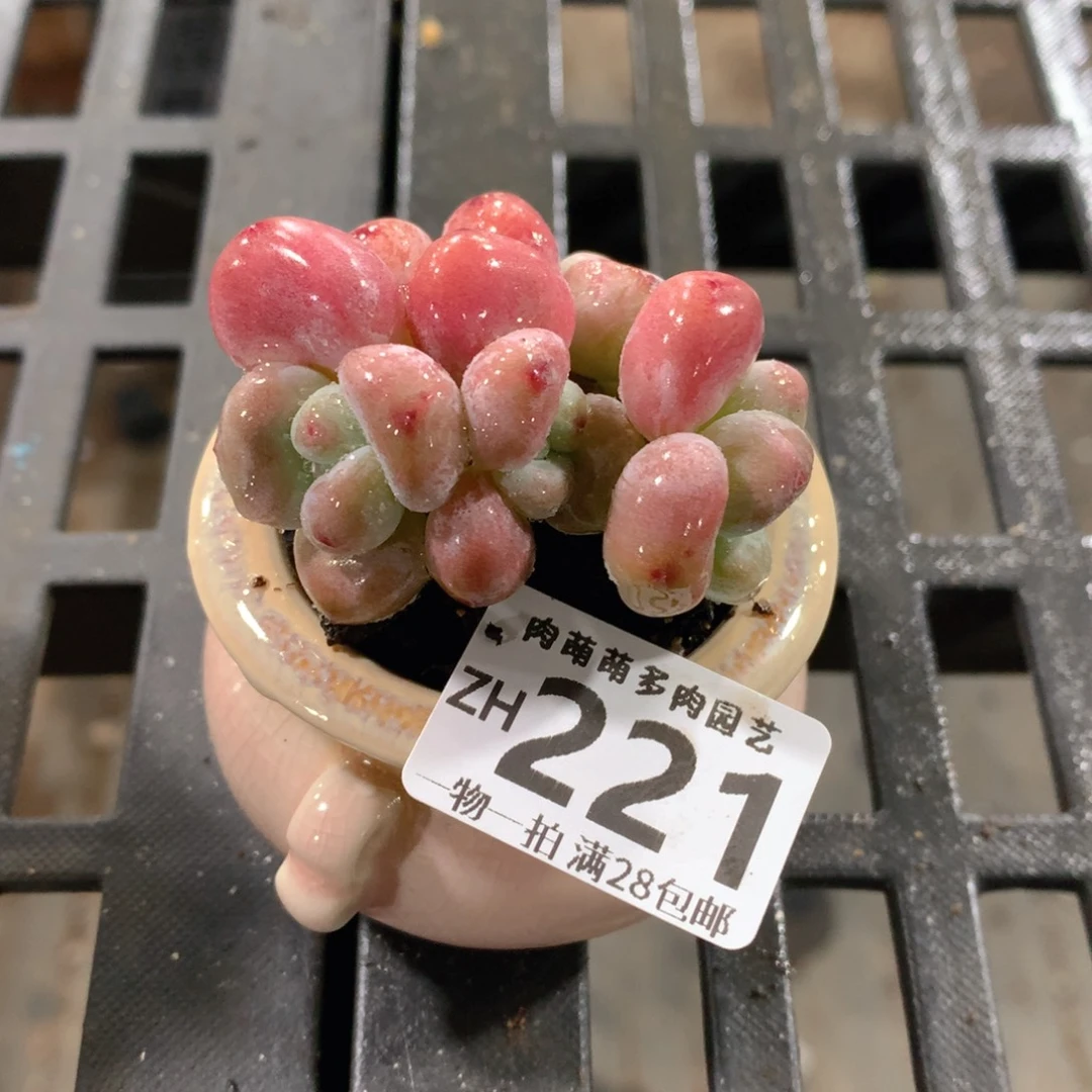 肉萌萌拇指盆精控多肉ZH221