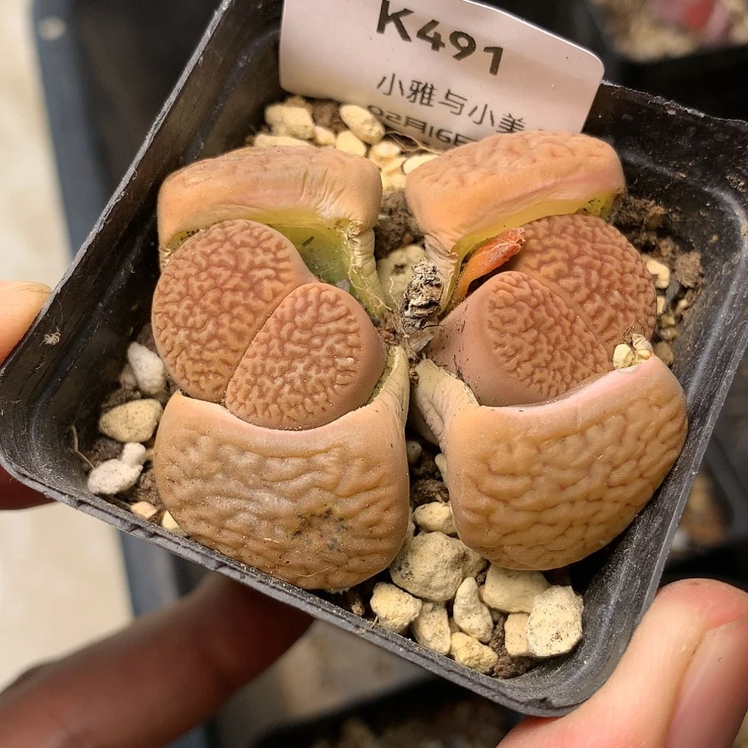 K491多肉植物保护