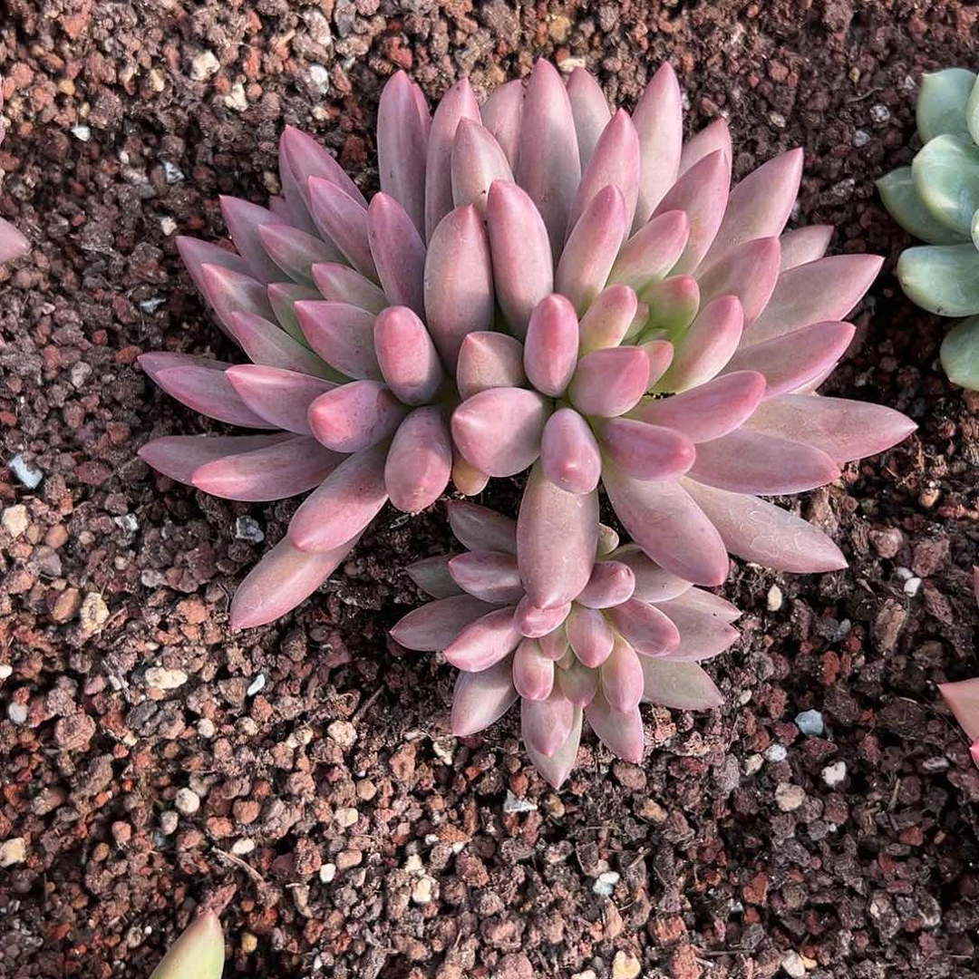 【闪购商品】无花朵水晶球