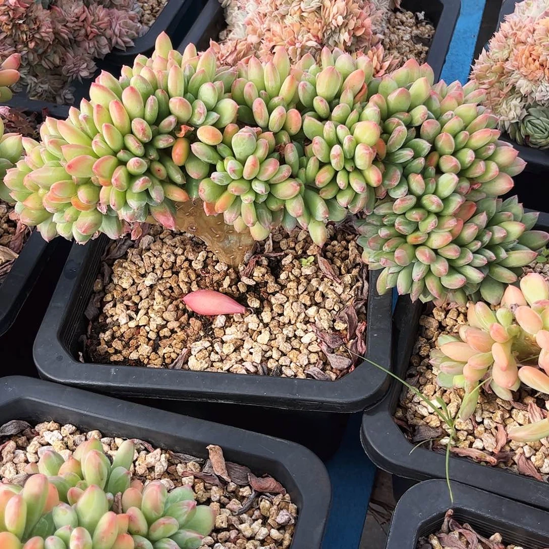 ****9清新美人整版缀化