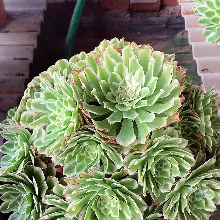 碧浪捧花，多肉植物