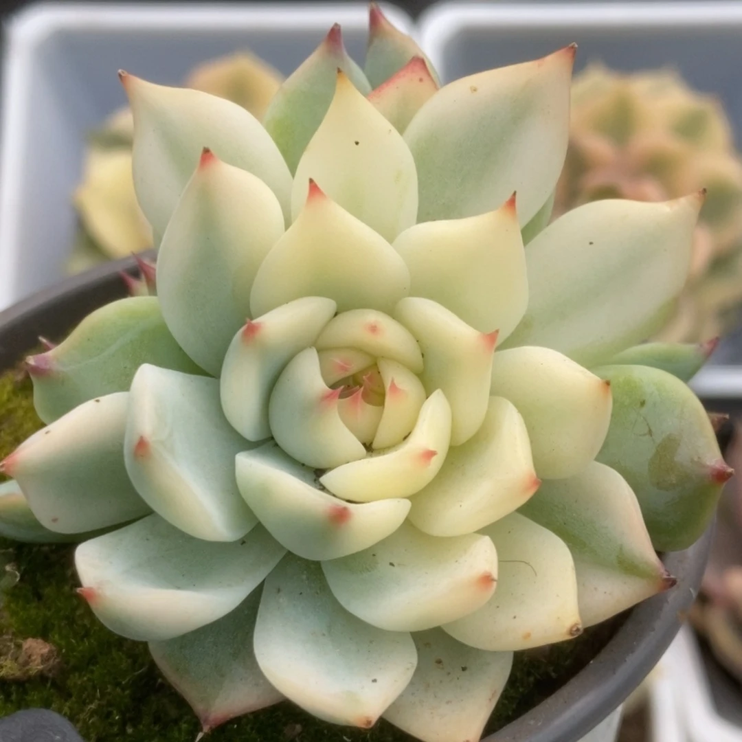 639一线天锦锦锦锦锦锦锦