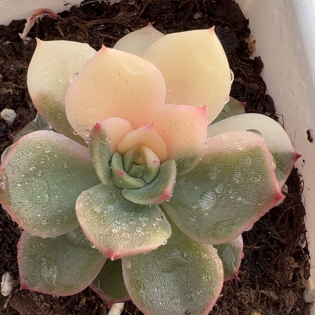 斯特拉锦，白锦阴阳脸底下有覆轮锦叶子