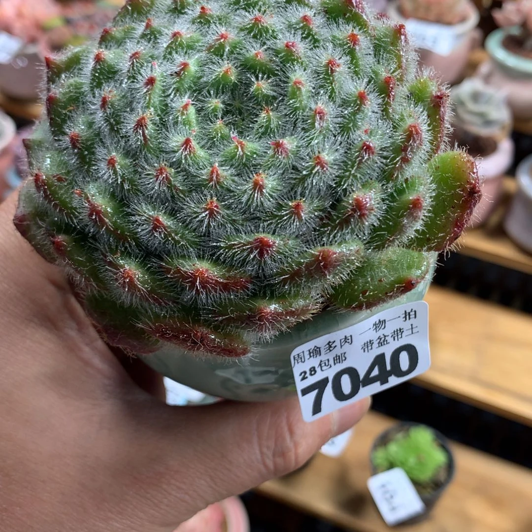 精控多肉植物7040