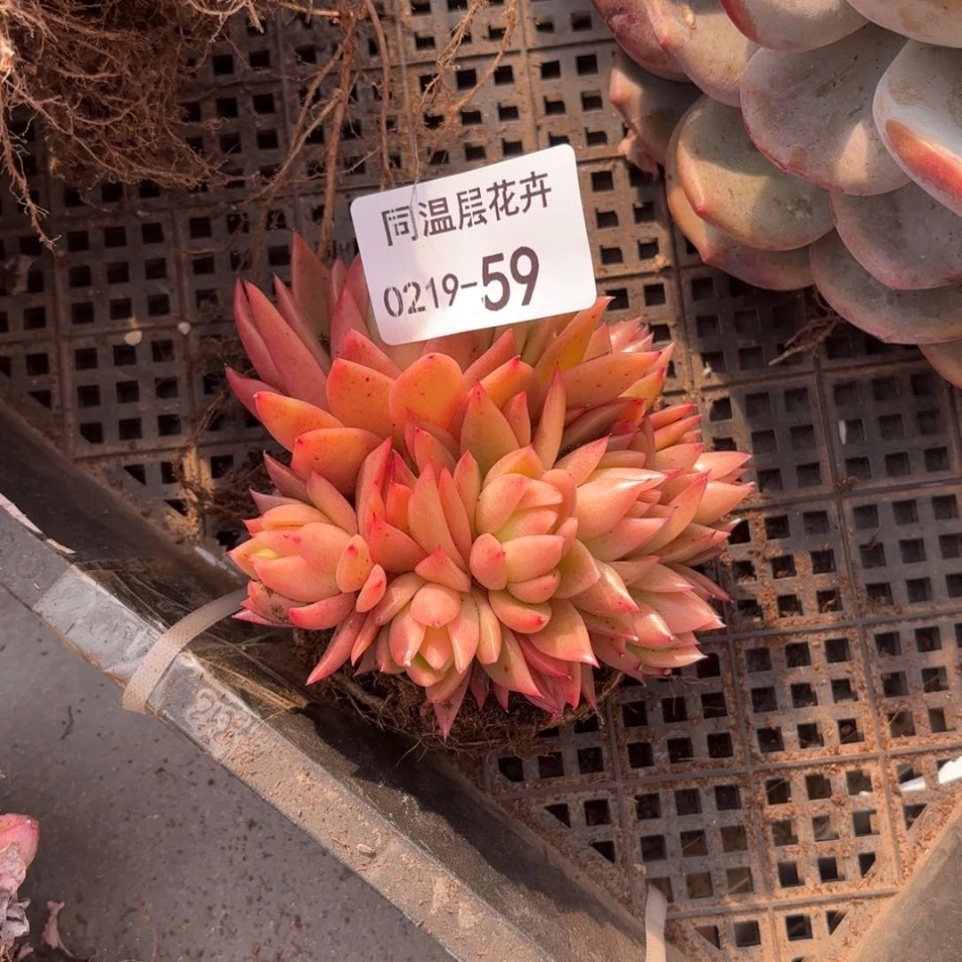 同温层多肉59东云