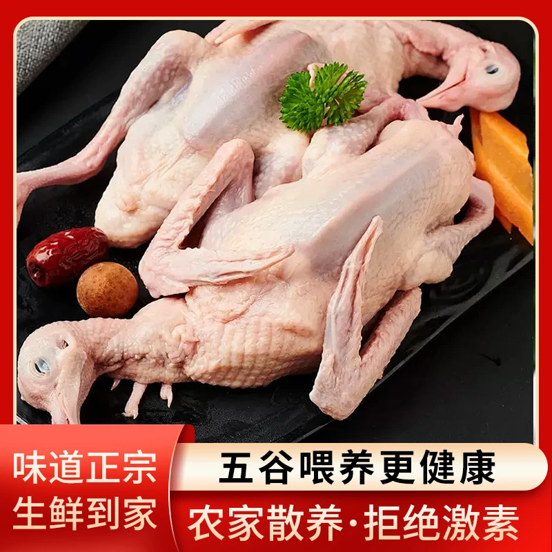（新店福利）农家散养土鸽子精品大鸽子带内脏可炖汤（拍一发三）