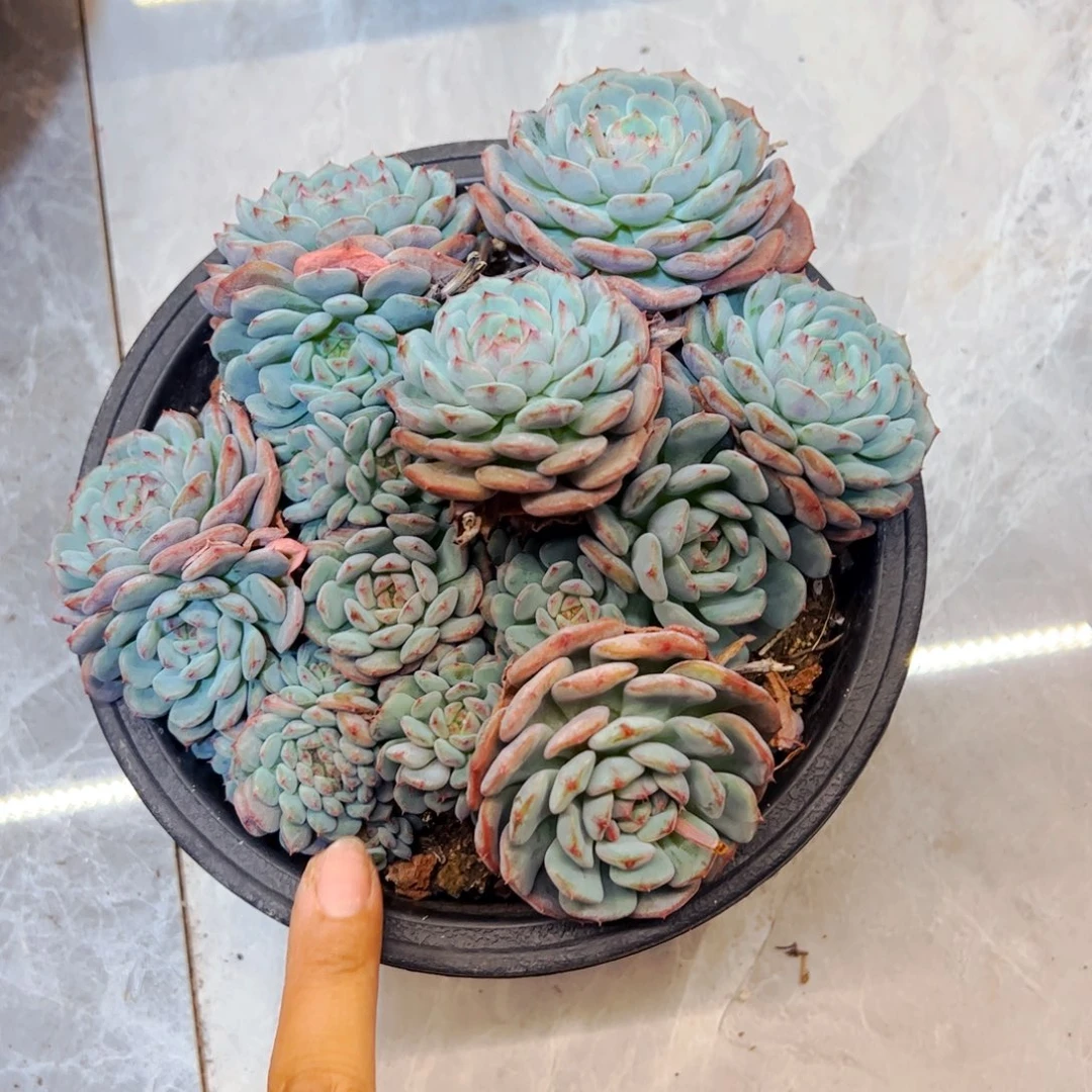 小***幸多肉植物白胖子91