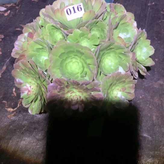 多肉植物花月夜016