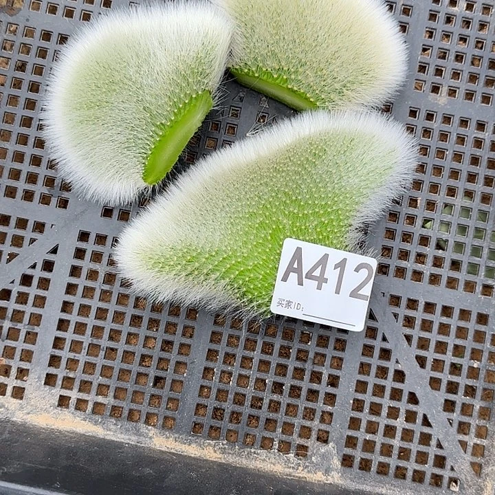 无花朵小***肉九尾狐缀412