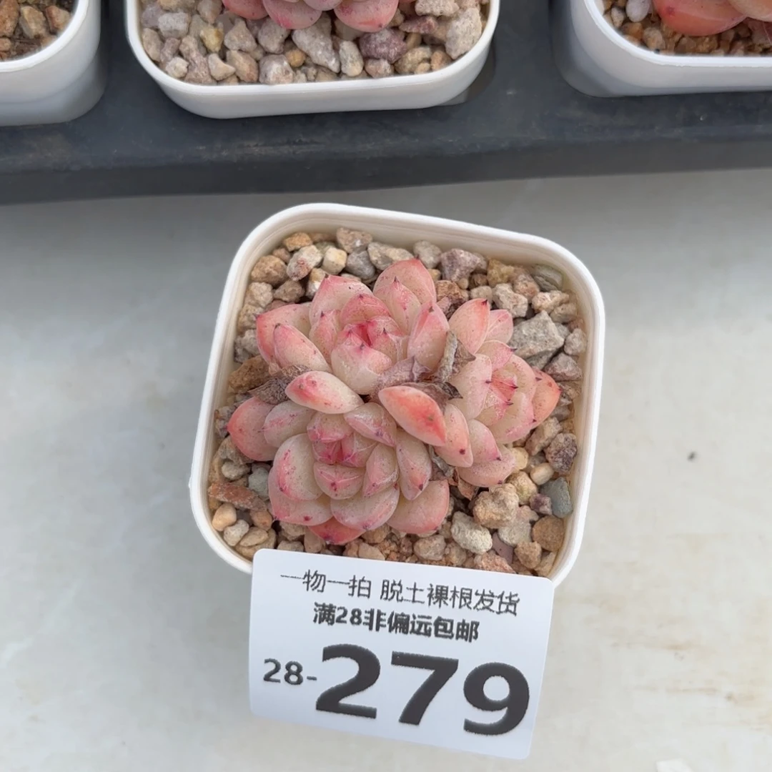 甜心珍妮多肉多肉多肉