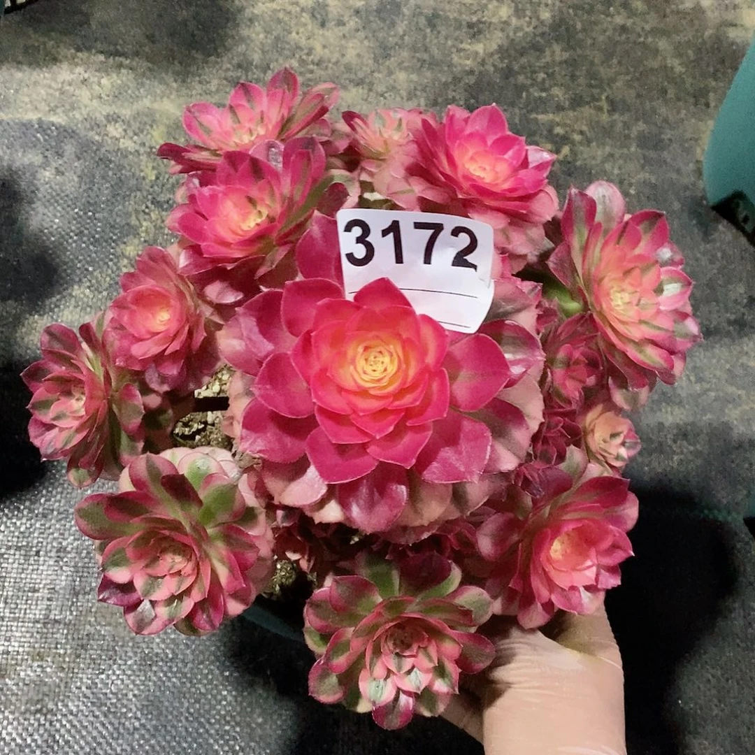 红陶3172倾城冠22