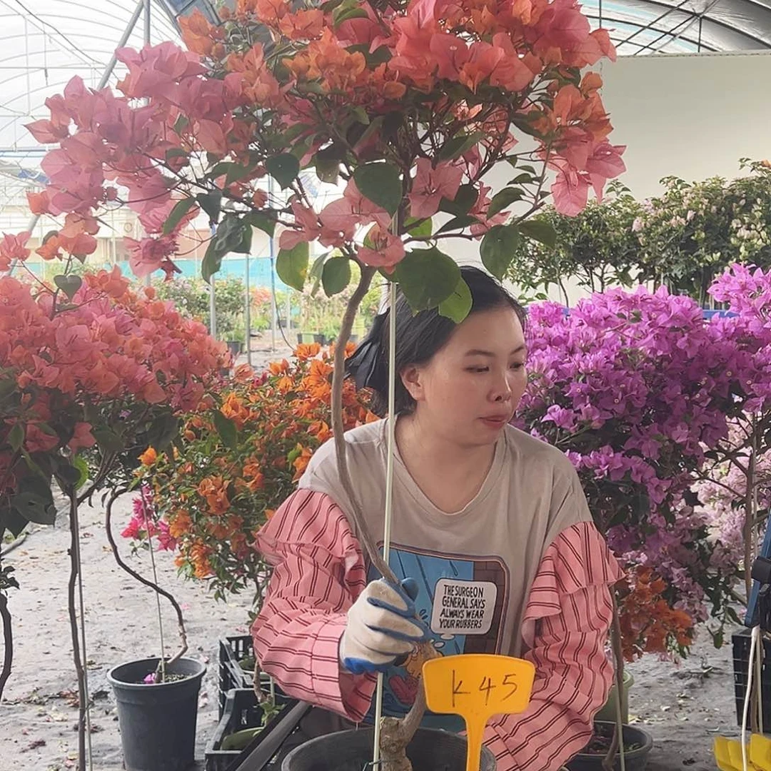 用***7大部分花苞少量开放K45波妹