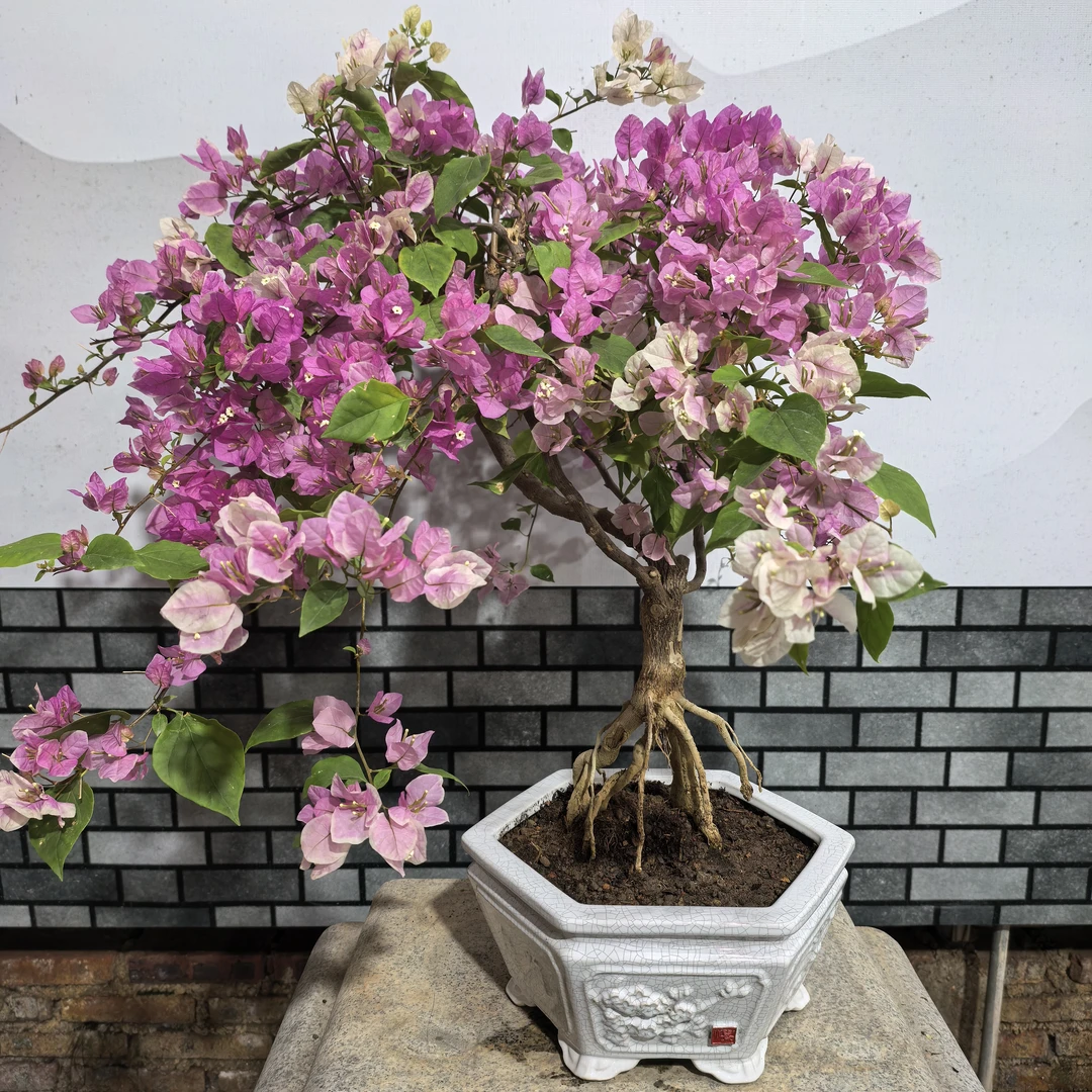 【艺景园花花公子专用】广红樱飘枝造型盆景原生老桩好养勤花-1