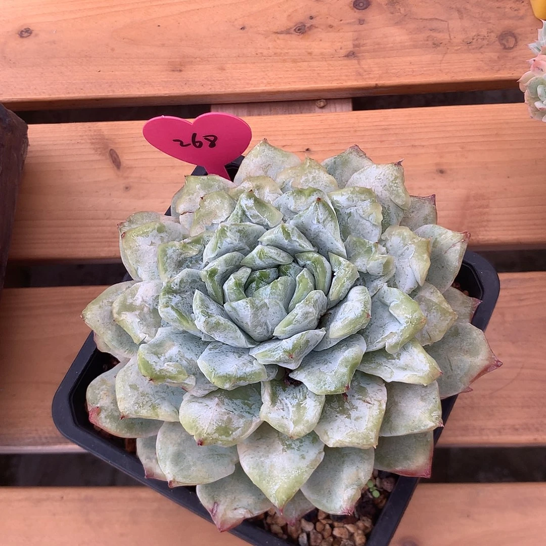 冰透个体冰透个体