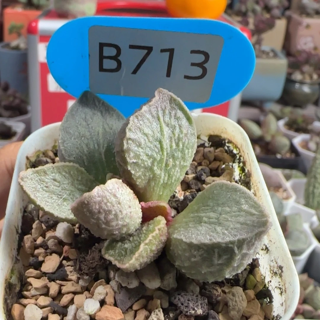 司音。   713。