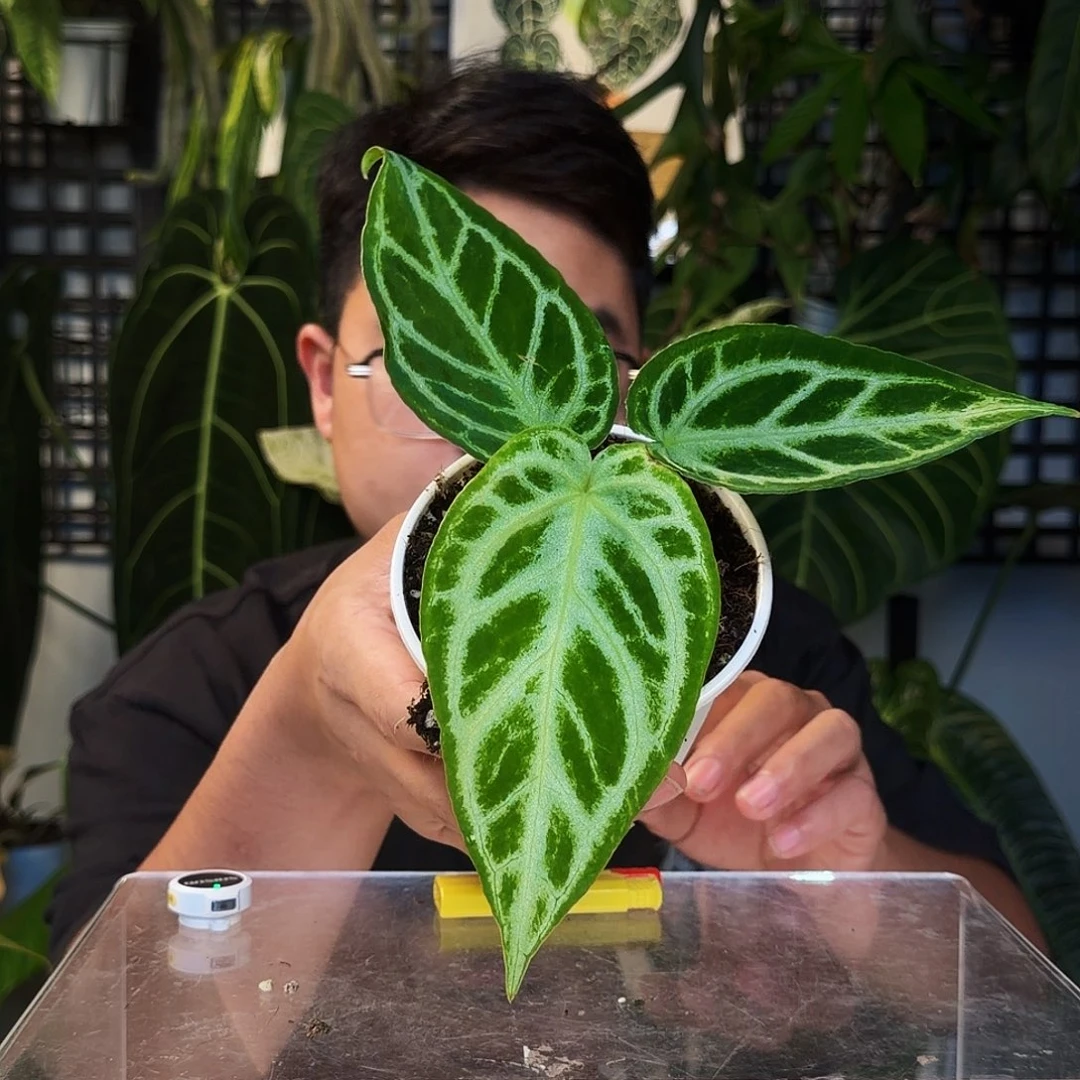 不开花植物E30银刷子