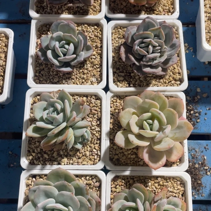 8颗韩版奶茶，3双5单，拍1发8