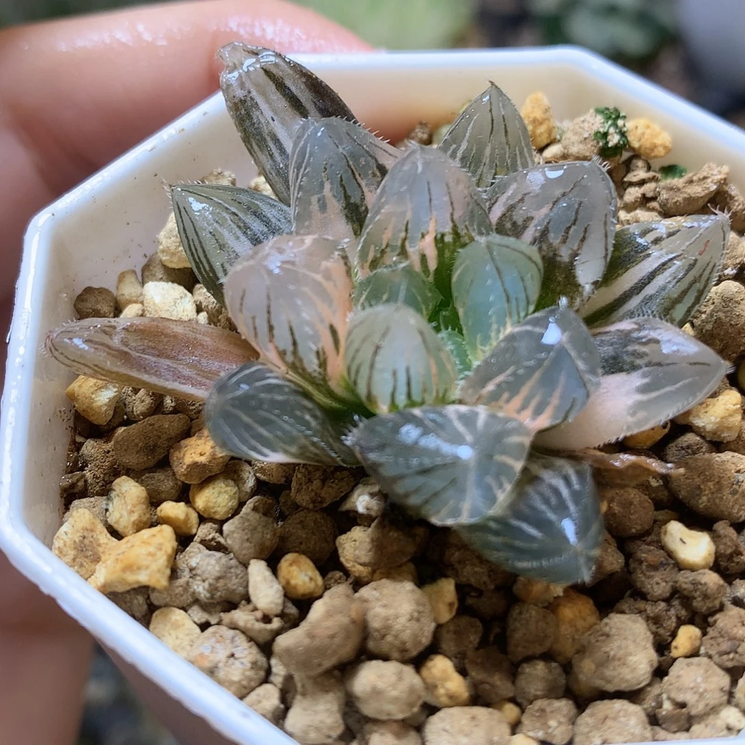 巨大赤线玉露锦大呼都