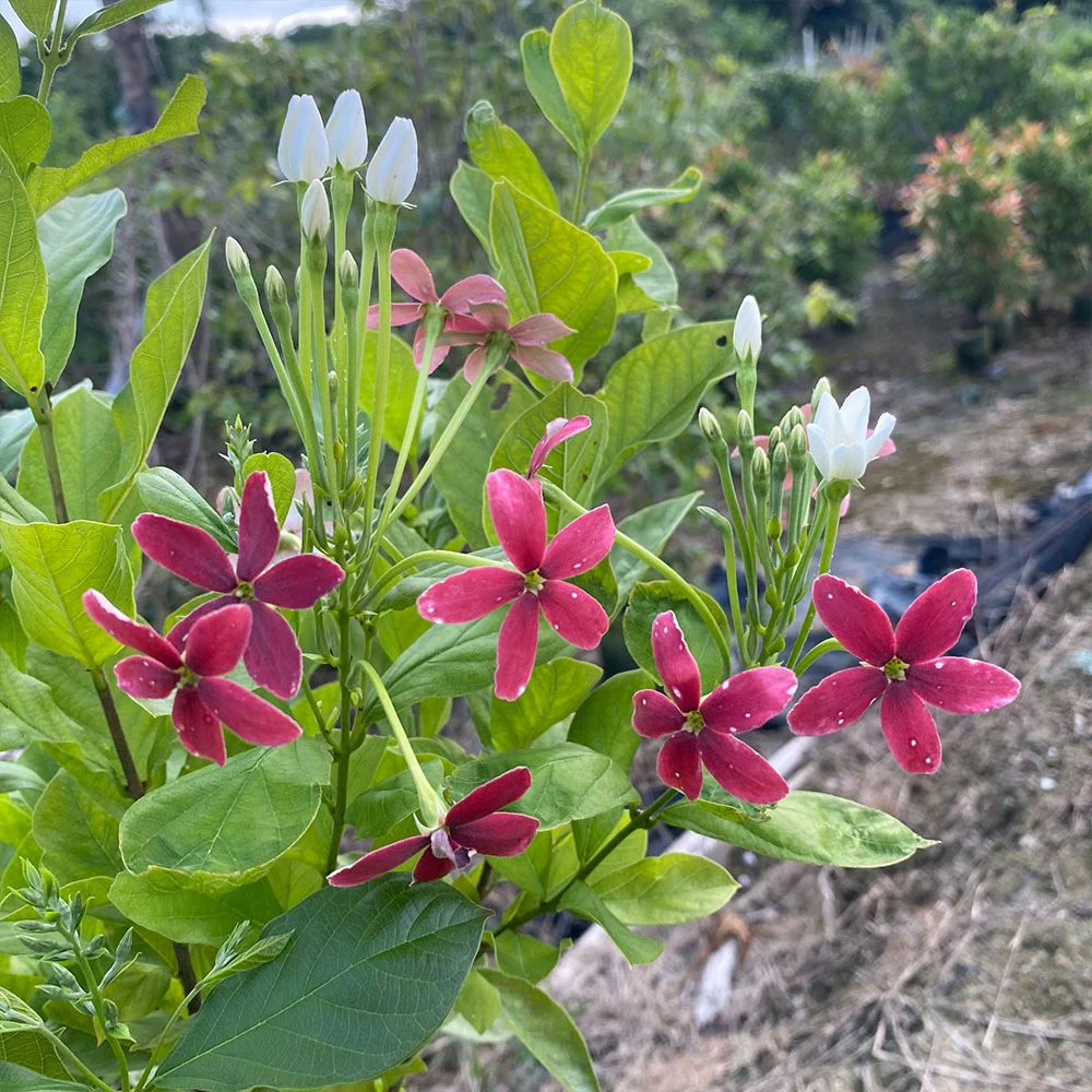 直立使君子花苗带花苞盆栽大苗老桩旺宅花适合庭院家庭阳台种植