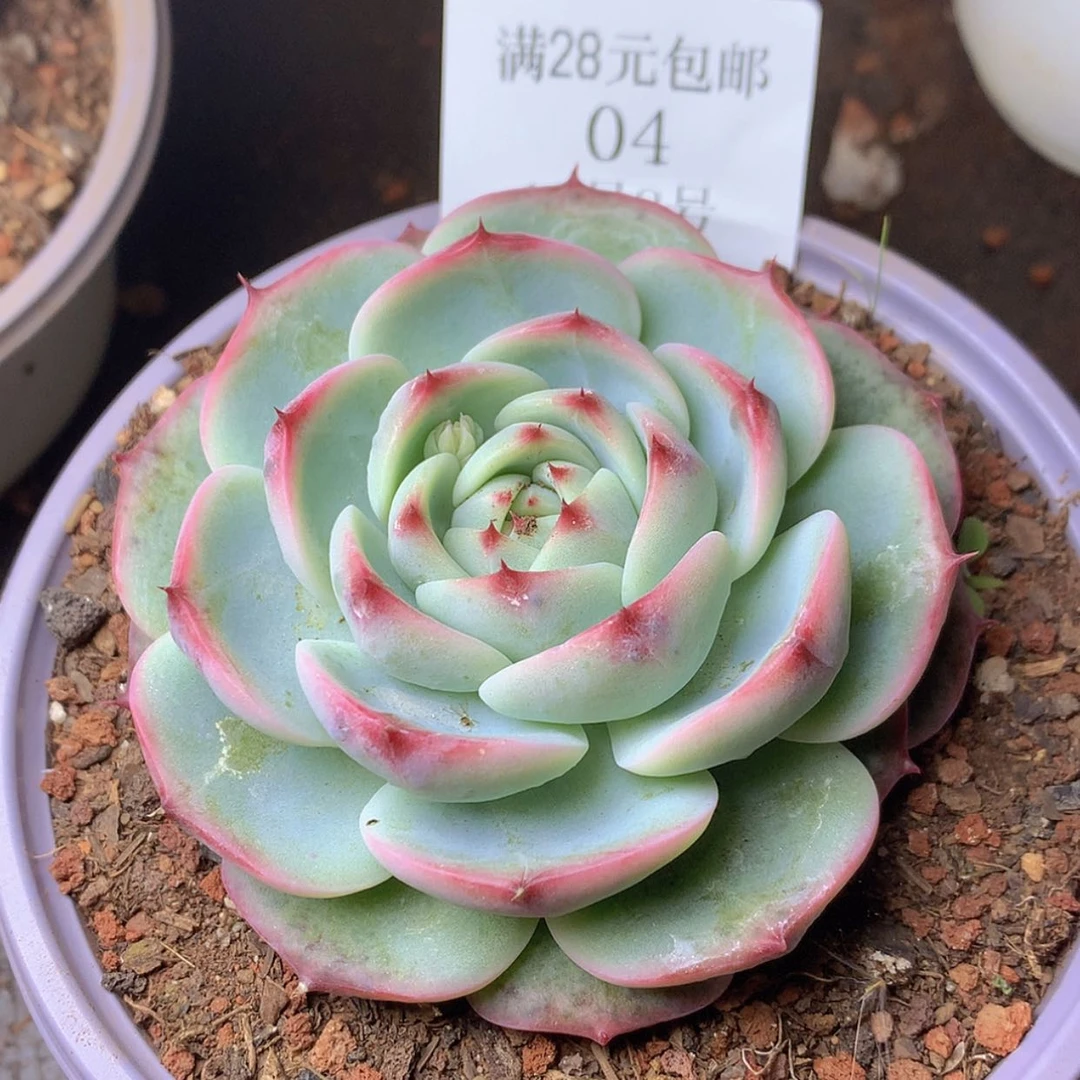 【闪购商品】云04号吉娃娃杂