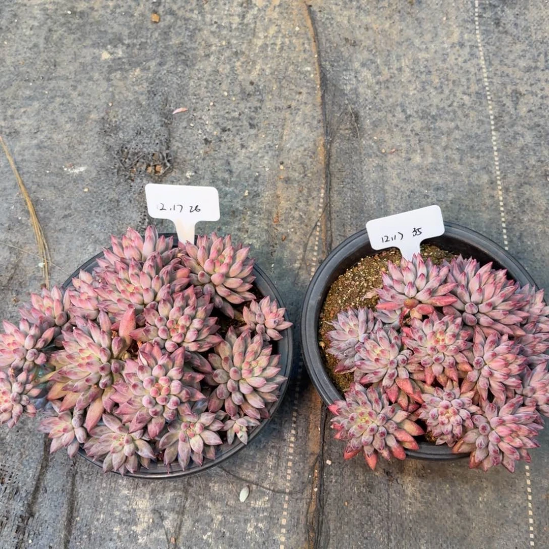 .***鱿一物一拍俩颗车厘子26号35号