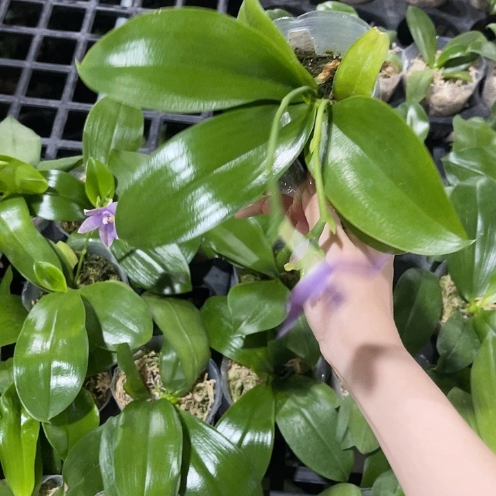 黄***伙无花朵蝴蝶兰王子蓝蜻蜓