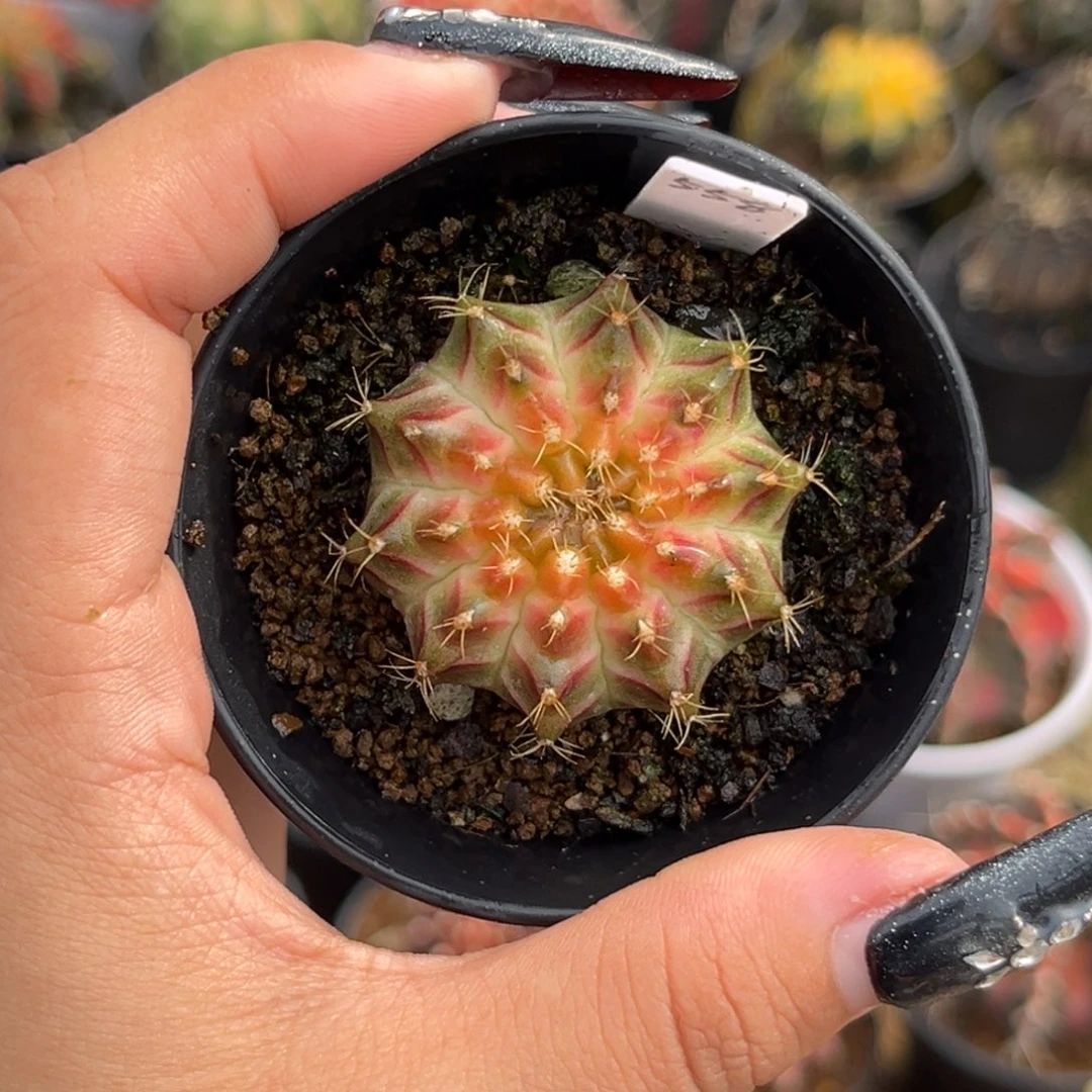 558 泰系轮回 带盆土发货