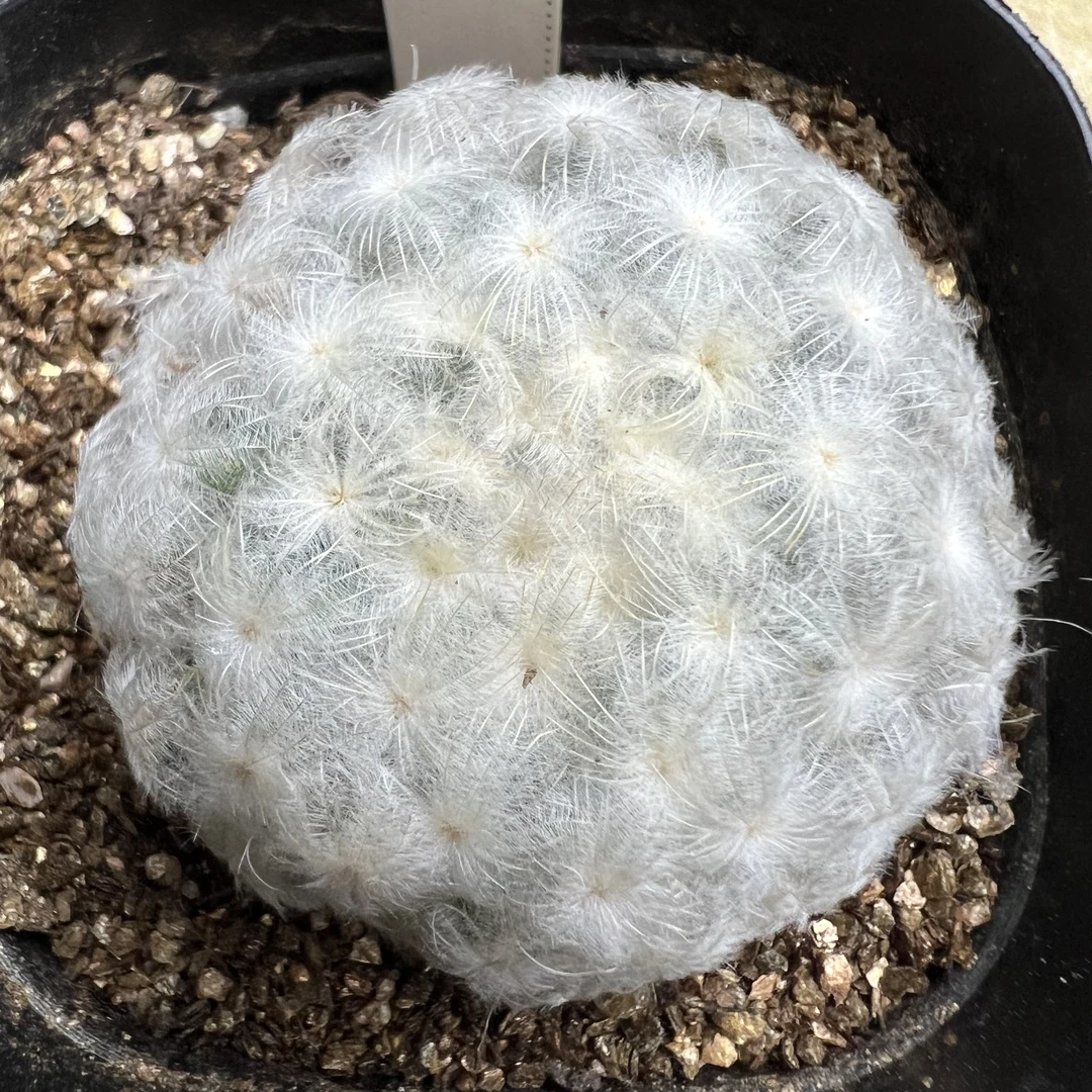 佛头白星自根仙人球块根多肉植物绿植盆栽花卉硬叶卧牛