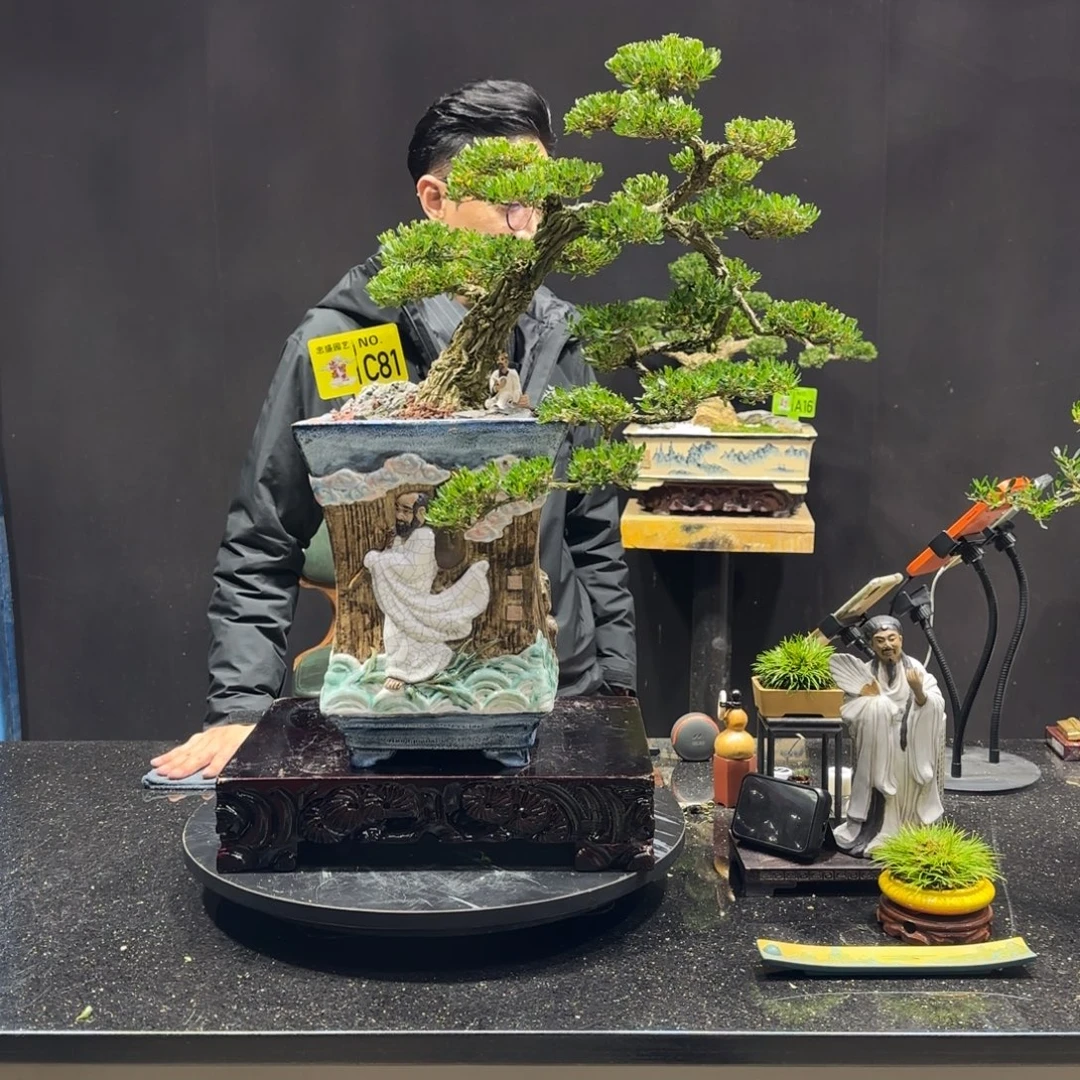 温***军以实际为准定金，黄杨盆景