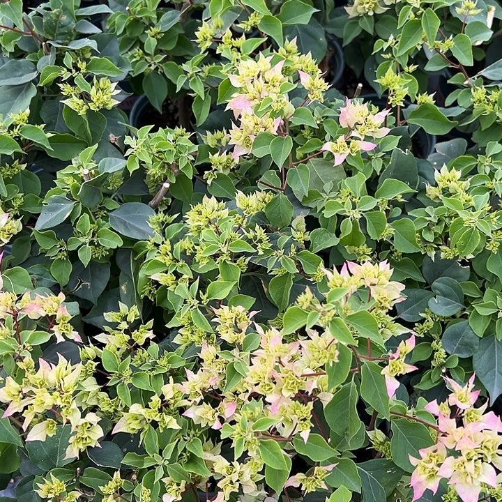 当前无花栽培后可以开花 怡锦 随机发货 带花