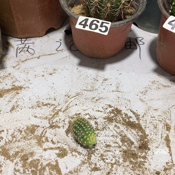 凤羽6号嫁接用小侧芽