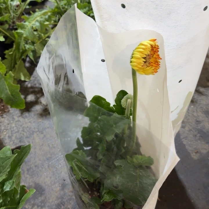 原盆原土一加仑非洲菊水蜜桃