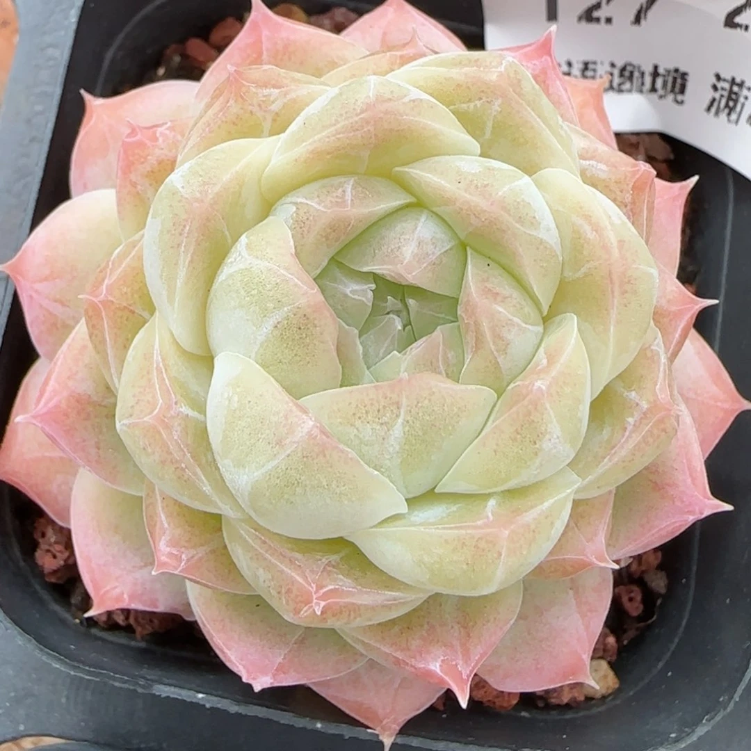 花语逸镜0215-127