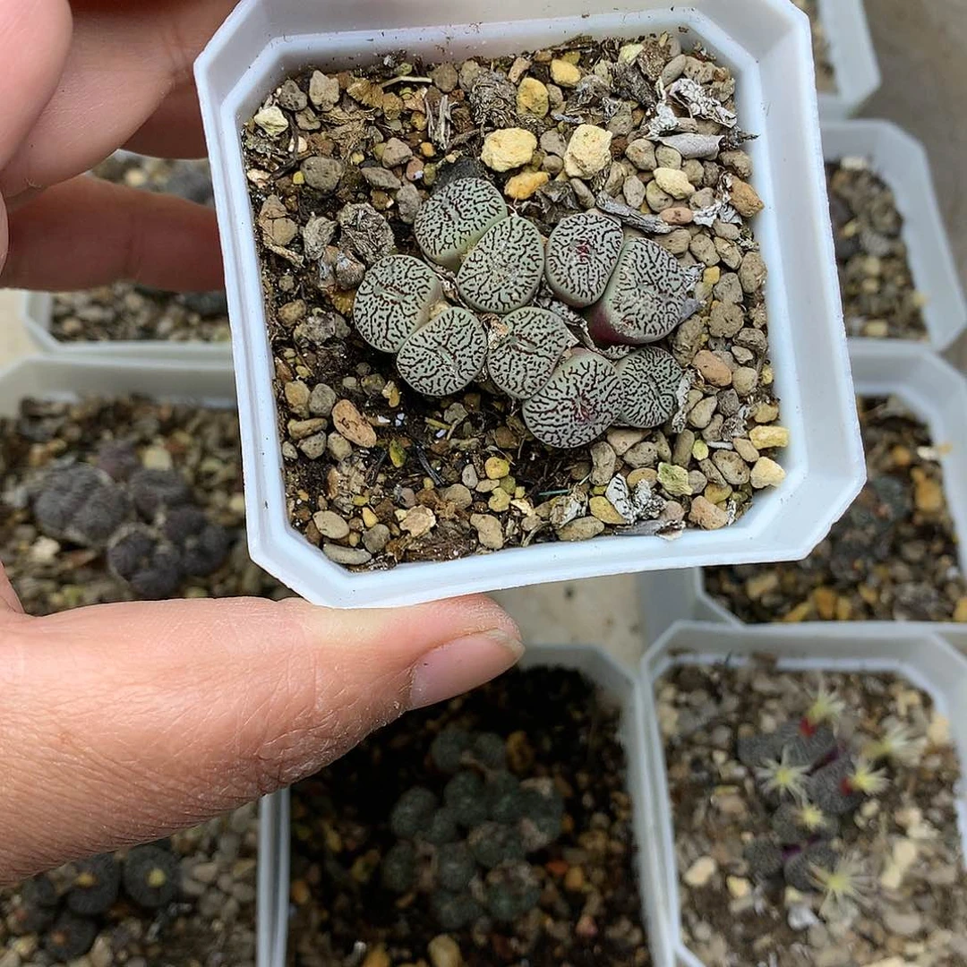 E****lT471多肉植物保护