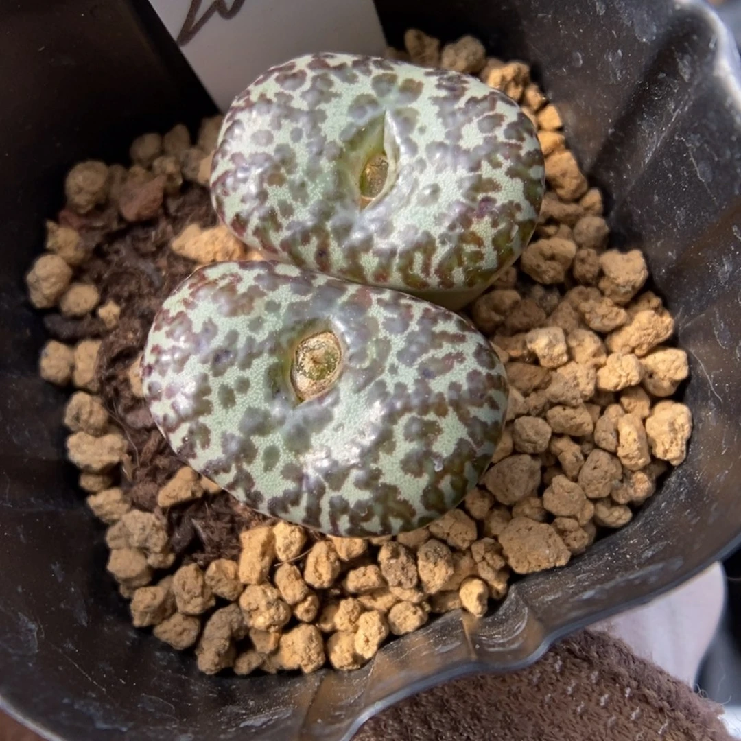 多肉植物肉锥杂交K-081 安贞杂