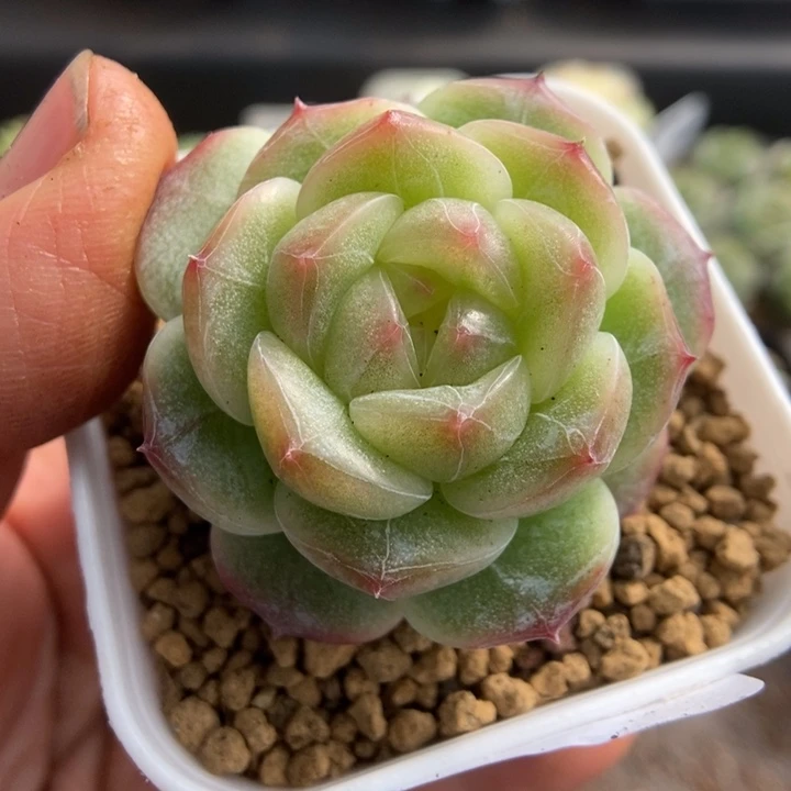 一物一拍一物一拍1113-323