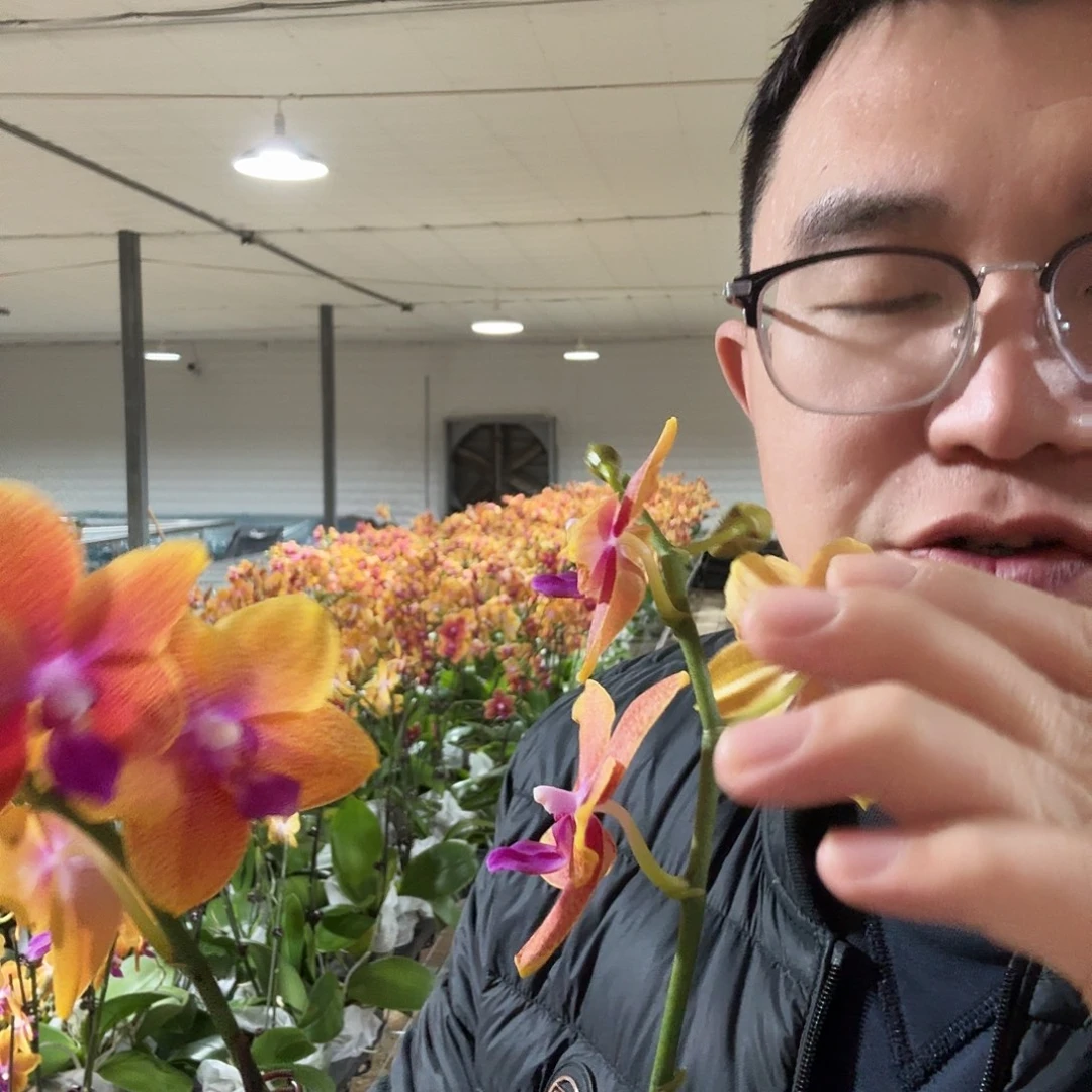 完全开放香恋博格丽单剑2.8/3.0混发两颗装