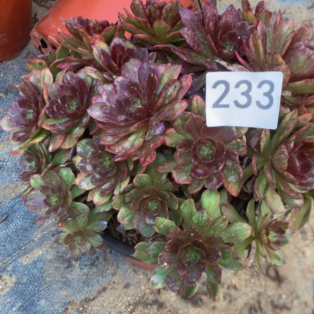 233红霞多肉植物