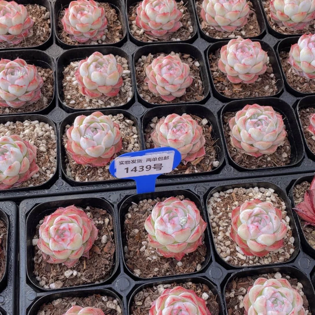 1439号 白底包子脸桃花女王单头一个